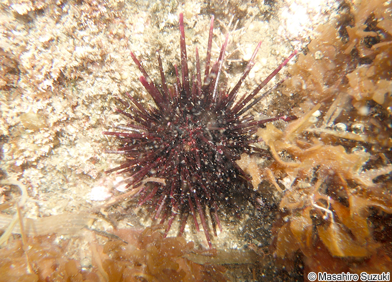 アカウニ Pseudocentrotus depressus