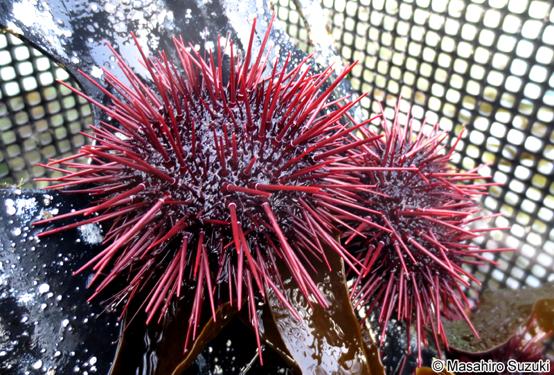 アカウニ Pseudocentrotus depressus