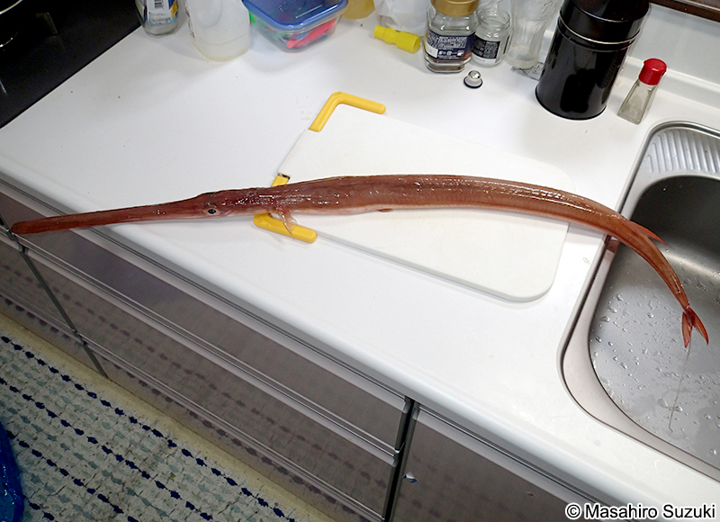 アカヤガラ Fistularia petimba