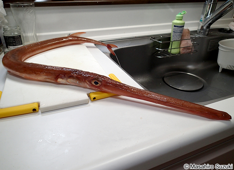 アカヤガラ Fistularia petimba