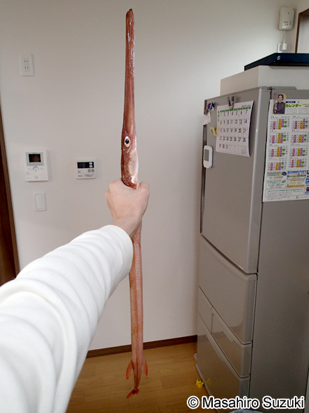 アカヤガラ Fistularia petimba