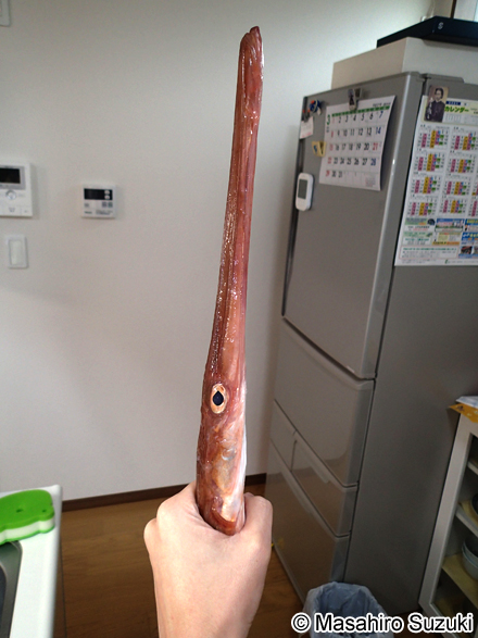 アカヤガラ Fistularia petimba