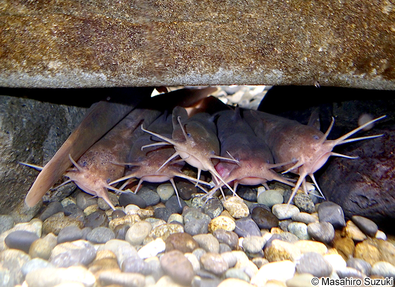 アカザ Liobagrus reini