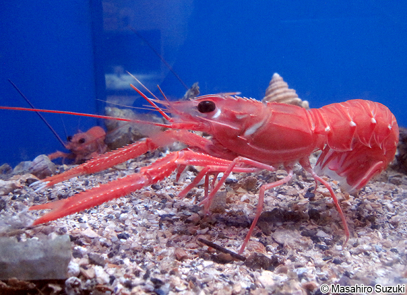 アカザエビ Metanephrops japonicus