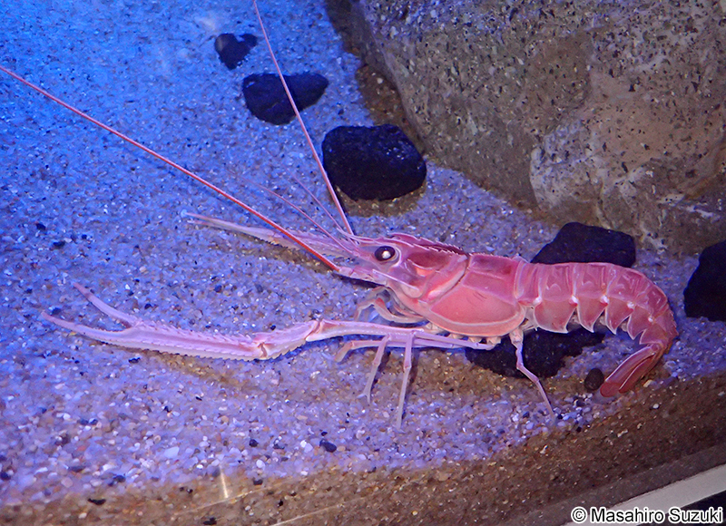 アカザエビ Metanephrops japonicus