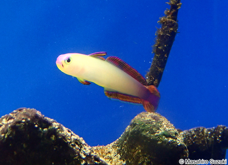 アケボノハゼ Nemateleotris decora