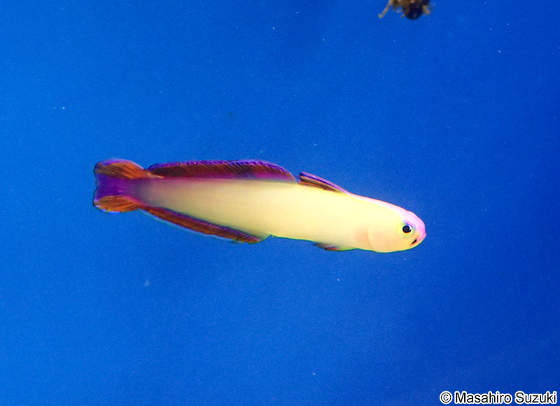 アケボノハゼ Nemateleotris decora