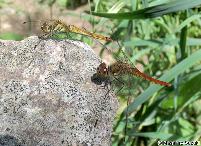 アキアカネ Sympetrum frequens