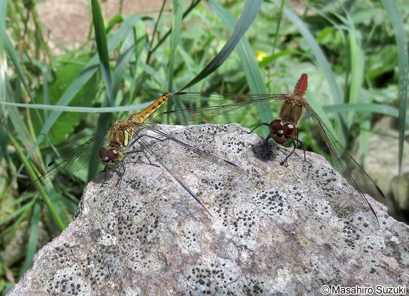 アキアカネ Sympetrum frequens