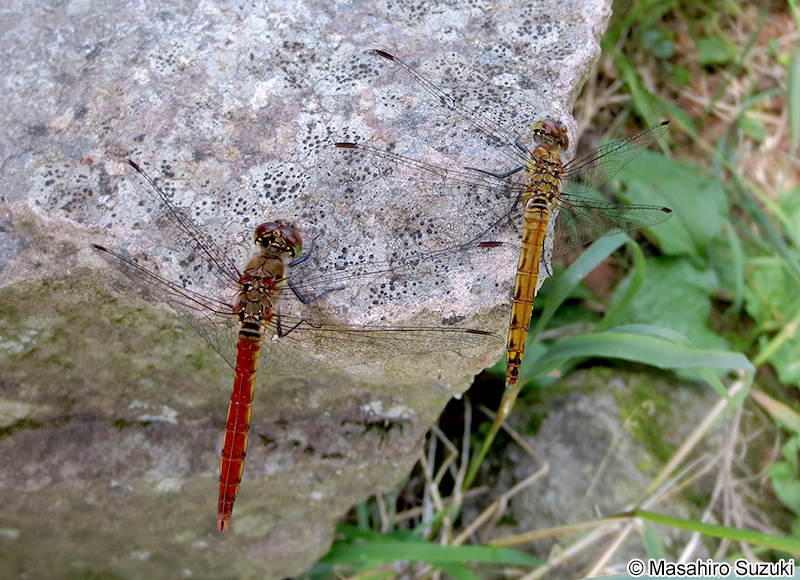 アキアカネ Sympetrum frequens