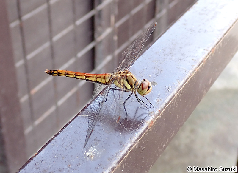 アキアカネ Sympetrum frequens