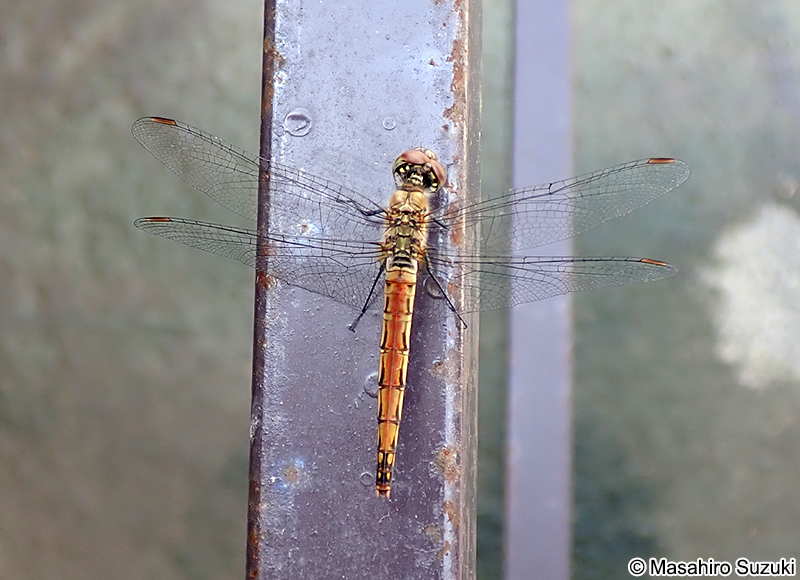 アキアカネ Sympetrum frequens