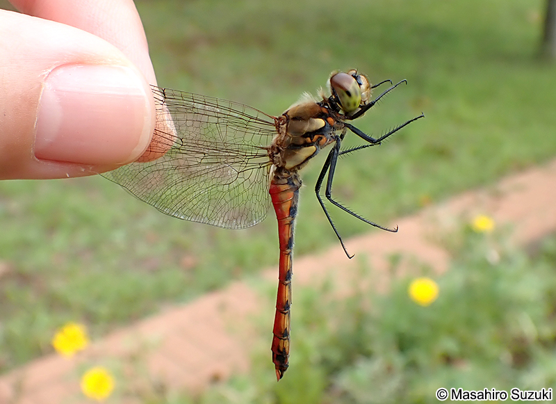 アキアカネ Sympetrum frequens