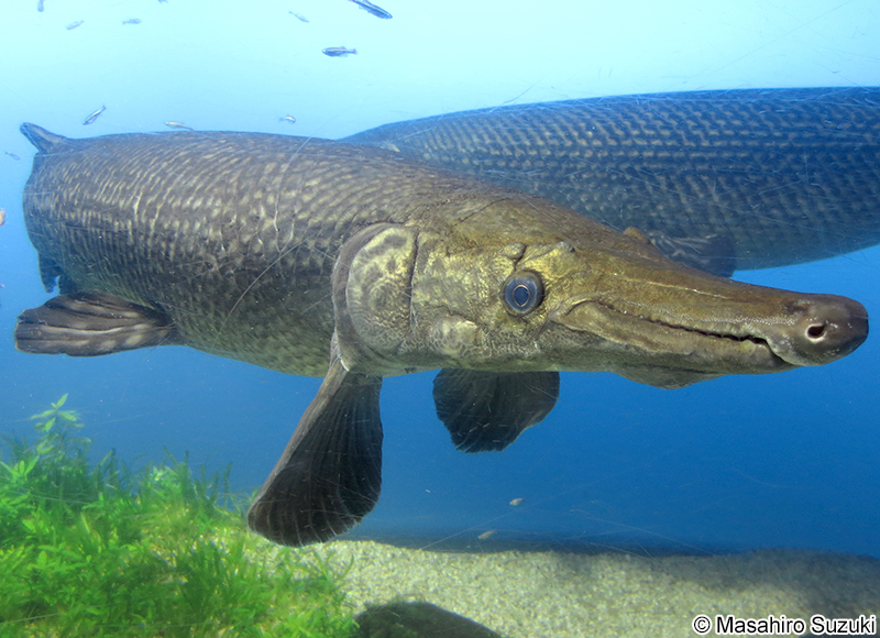 アリゲーターガー Atractosteus spatula