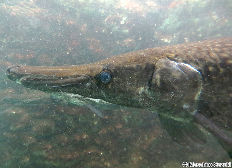 アリゲーターガー Atractosteus spatula