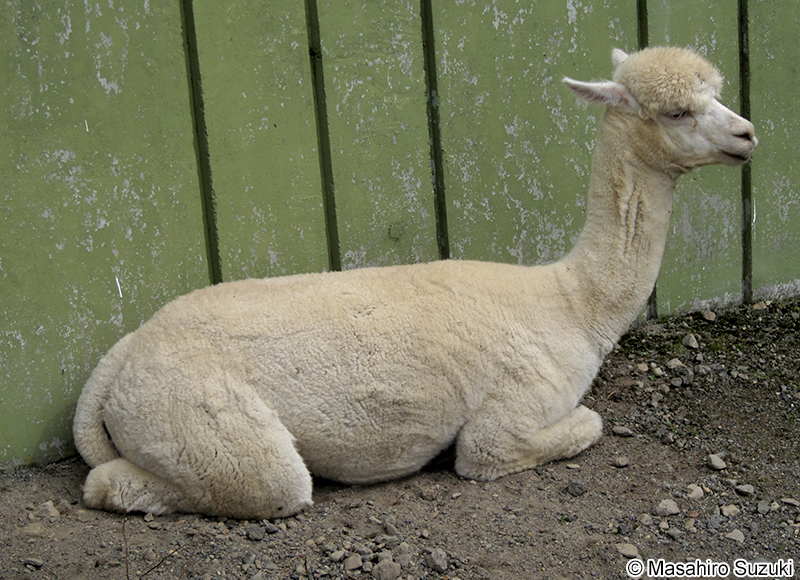 アルパカ Alpaca