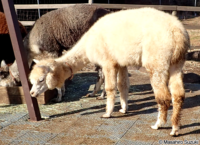 アルパカ Alpaca