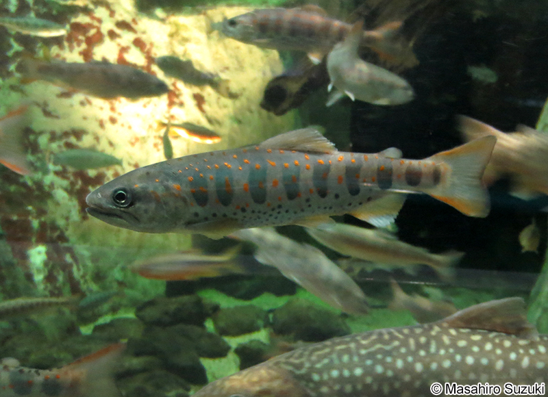 サツキマス（アマゴ） Oncorhynchus masou ishikawae