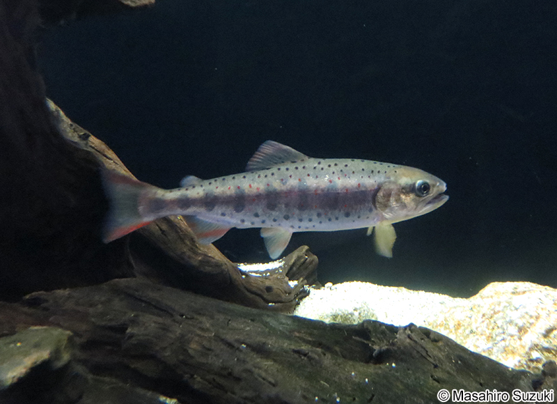 サツキマス（アマゴ） Oncorhynchus masou ishikawae