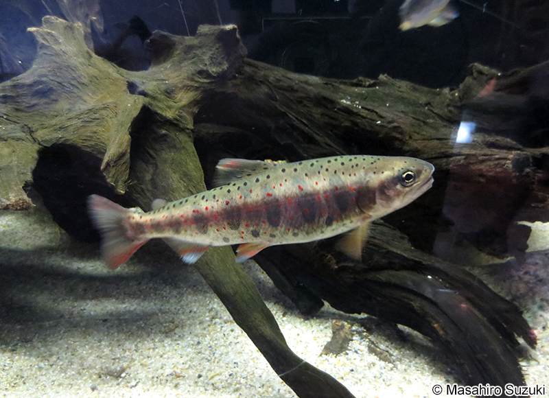 サツキマス（アマゴ） Oncorhynchus masou ishikawae