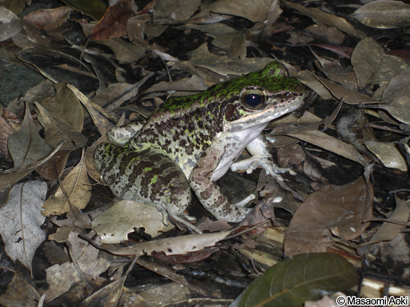 アマミハナサキガエル Odorrana amamiensis