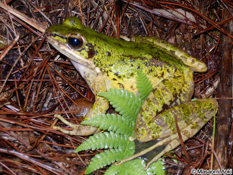 アマミハナサキガエル Odorrana amamiensis
