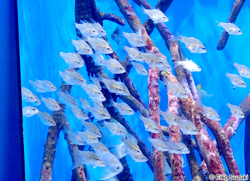 アマミイシモチ Fibramia amboinensis