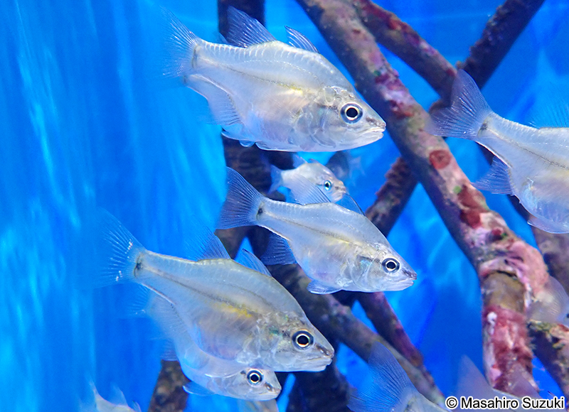 アマミイシモチ Fibramia amboinensis