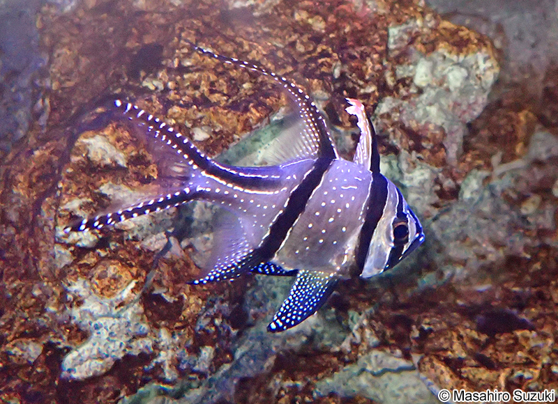 アマノガワテンジクダイ Pterapogon kauderni