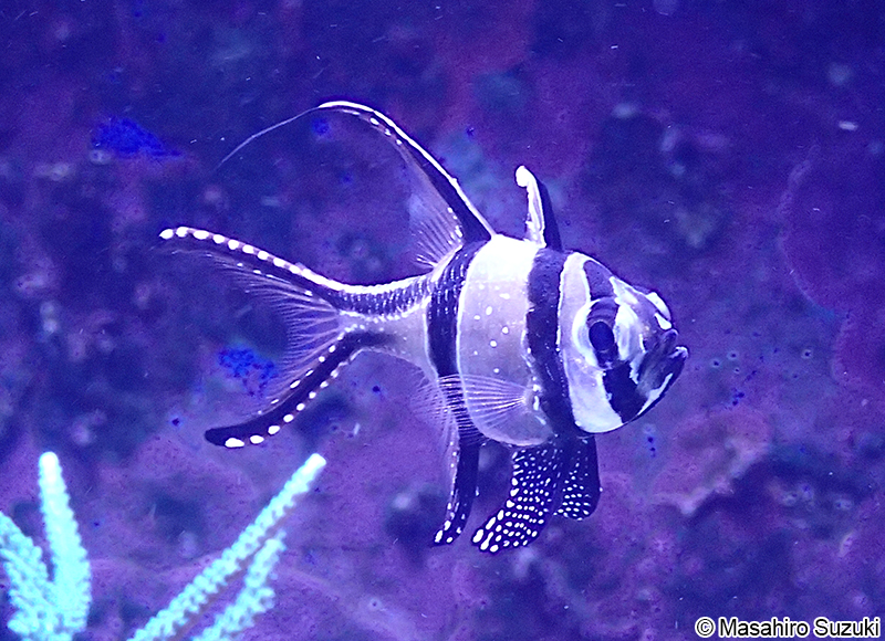 アマノガワテンジクダイ Pterapogon kauderni