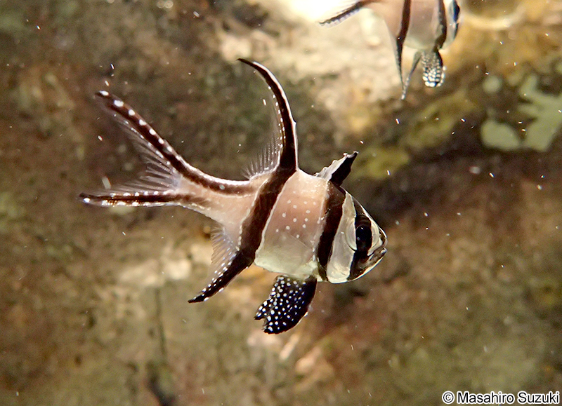 アマノガワテンジクダイ Pterapogon kauderni