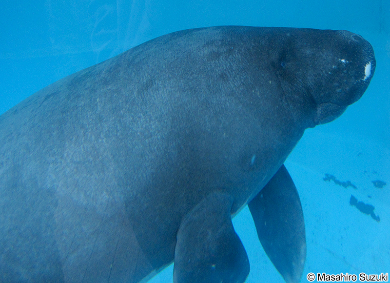 アマゾンマナティー Trichechus inunguis