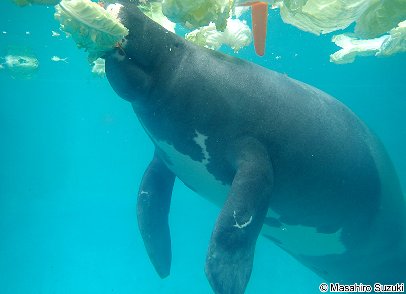 アマゾンマナティー Trichechus inunguis