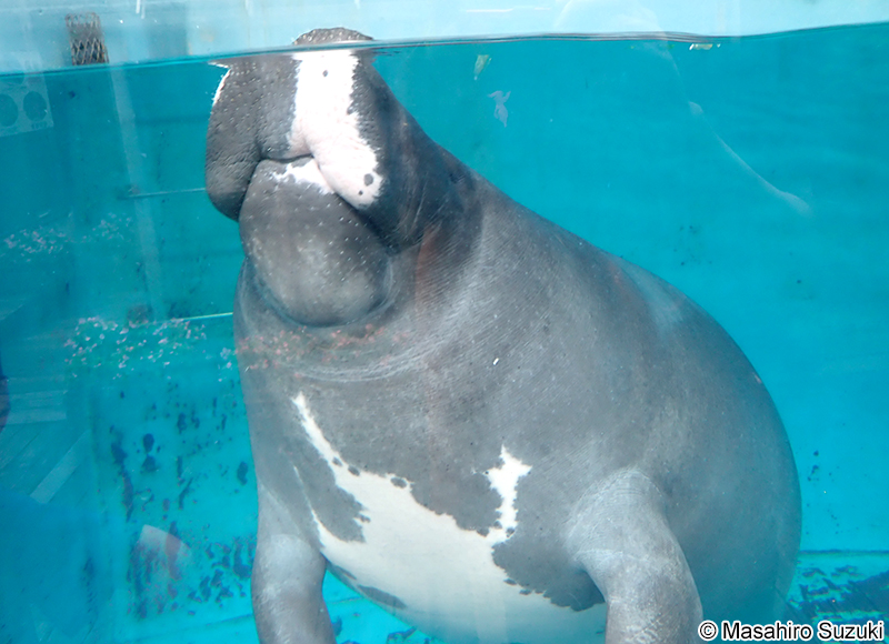 アマゾンマナティー Trichechus inunguis