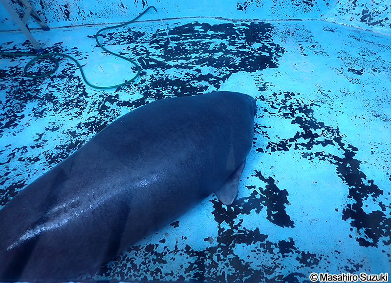 アマゾンマナティー Trichechus inunguis