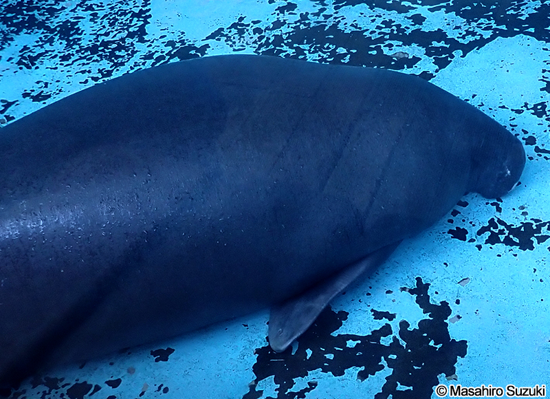 アマゾンマナティー Trichechus inunguis