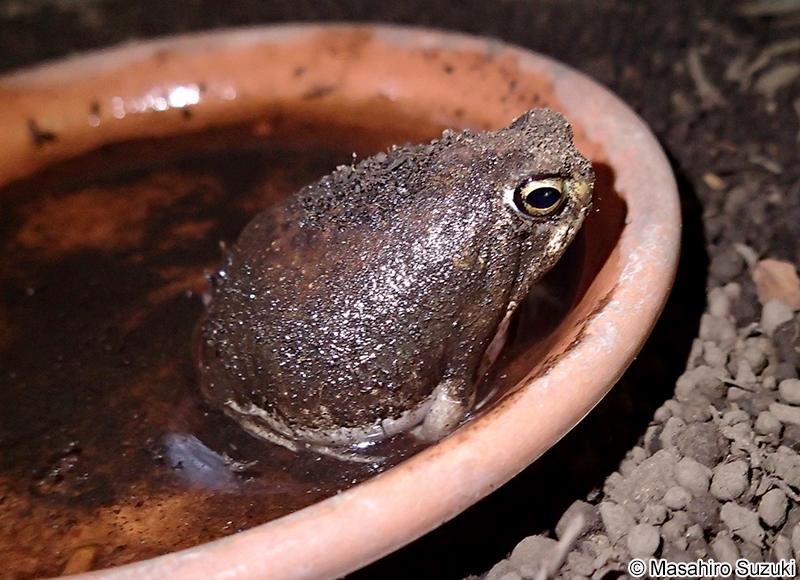 アメフクラガエル Breviceps adspersus