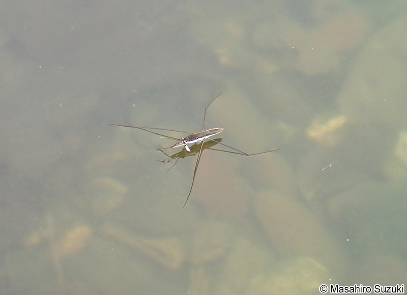 アメンボ Aquarius paludum