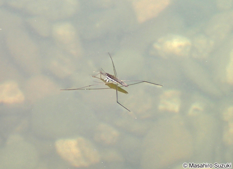 アメンボ Aquarius paludum