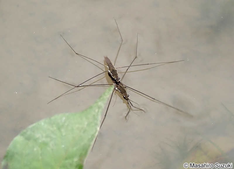 アメンボ Aquarius paludum