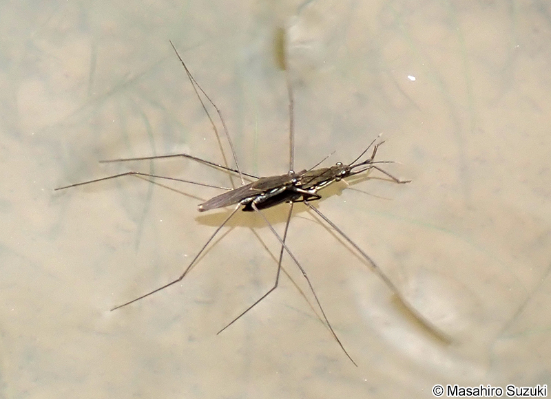 アメンボ Aquarius paludum