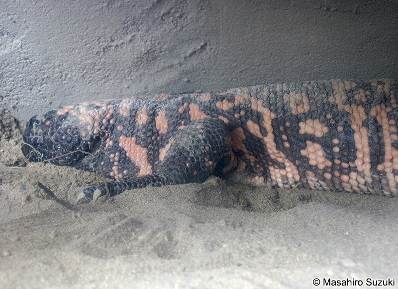 アメリカドクトカゲ Heloderma suspectum