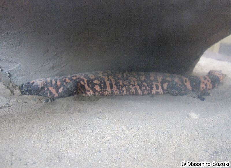 アメリカドクトカゲ Heloderma suspectum