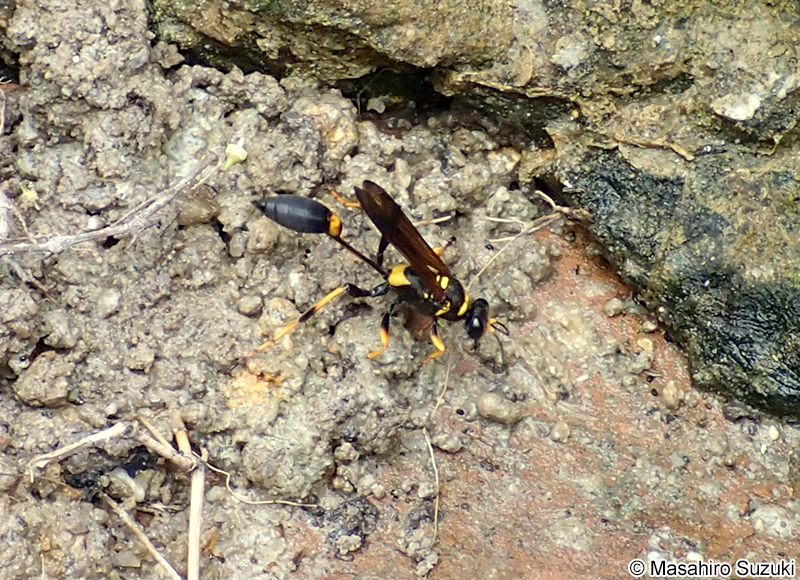 アメリカジガバチ Sceliphron caementarium