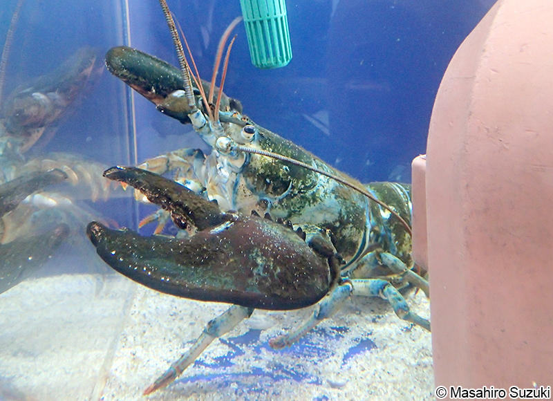 アメリカンロブスター　Homarus americanus