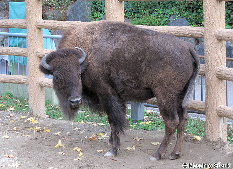 アメリカバイソン Bison bison