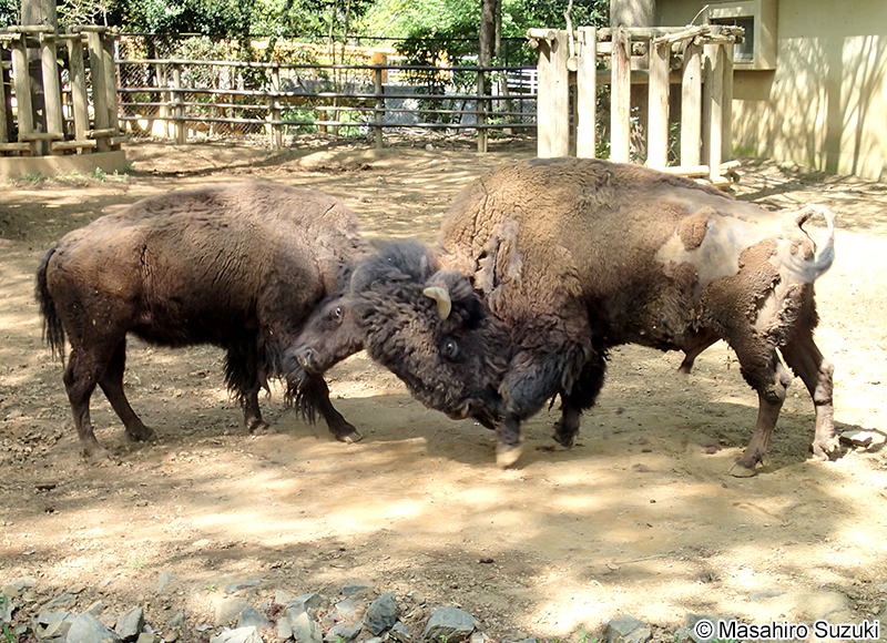 アメリカバイソン Bison bison