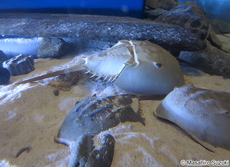 アメリカカブトガニ Limulus polyphemus