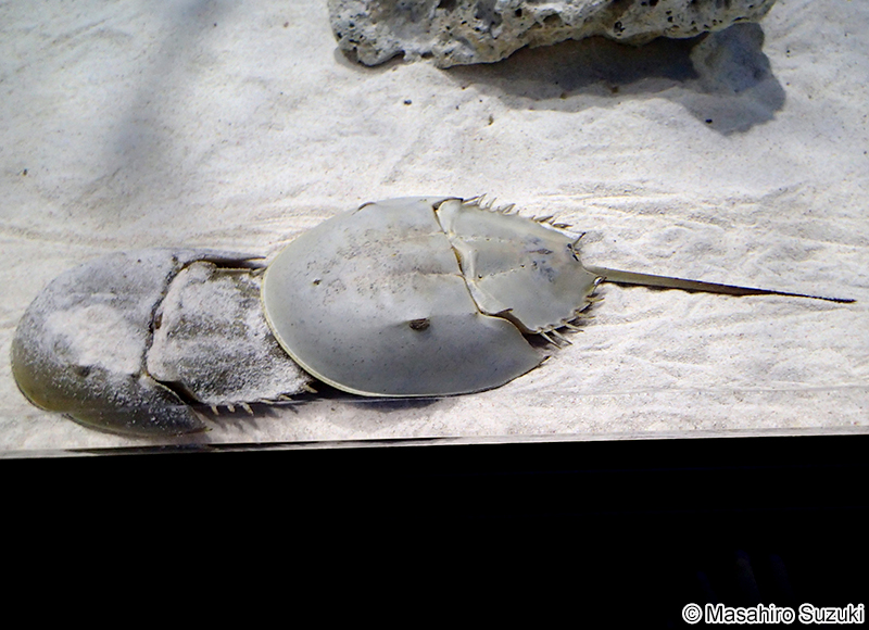 アメリカカブトガニ Limulus polyphemus