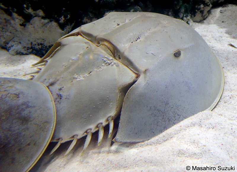 アメリカカブトガニ Limulus polyphemus